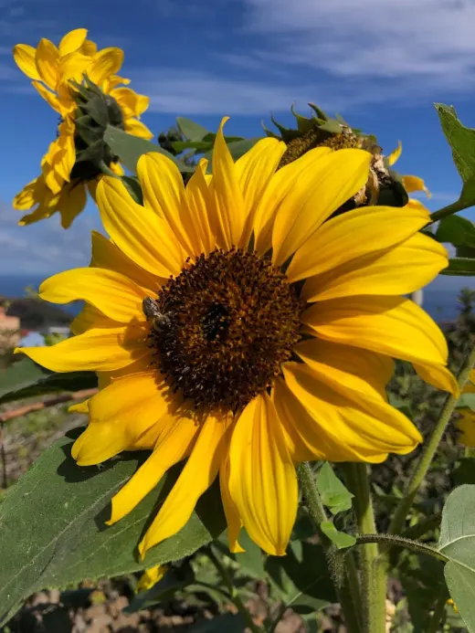 Bodega Ecologica Finca Maranuela. Vinos naturales en Tenerife