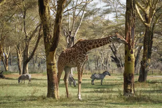 Kenya y Tanzania a tu Medida